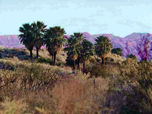The threatened Palms of Moapa Valley Nevada