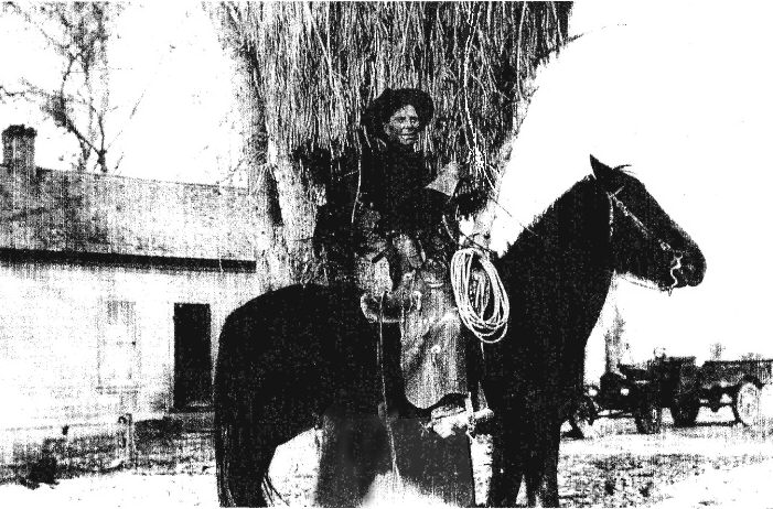 mature filifera palm on Moapa Valley Blvd 1926