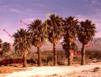 mature filifera palm on Moapa Valley Blvd 1926